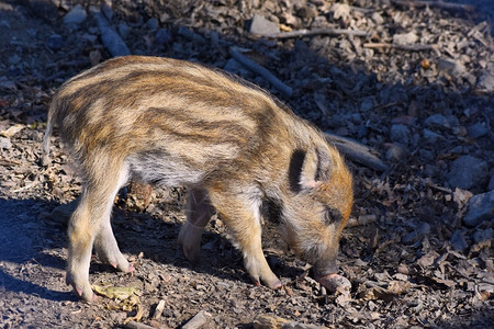 男动物野外的猪四足自然图片