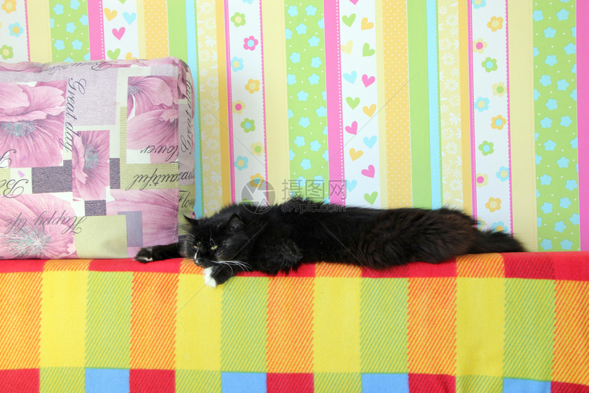在沙发后面躺着黑色白猫与彩织物Domectic动物躺在沙发后面一只黑色猫躺在棕的沙发后背上红黑色猫躺在多姆佩特克动物身上背部眼睛图片