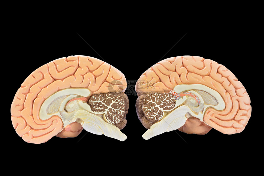 卫生保健楷模医疗的以黑人背景孤立的两个脑半球教育模式在黑人背景上隔离的图片