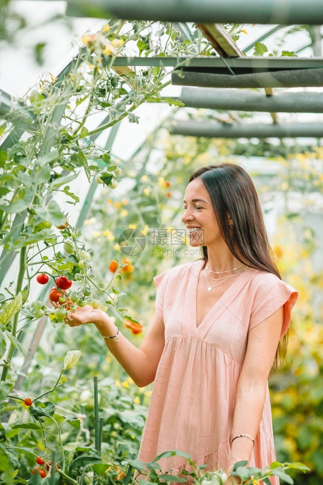 在温室采摘新鲜西红柿的女孩温室工人孤立在温室美丽的年轻女子园艺中的隔离在温室的青春少女园艺中自然士收成图片