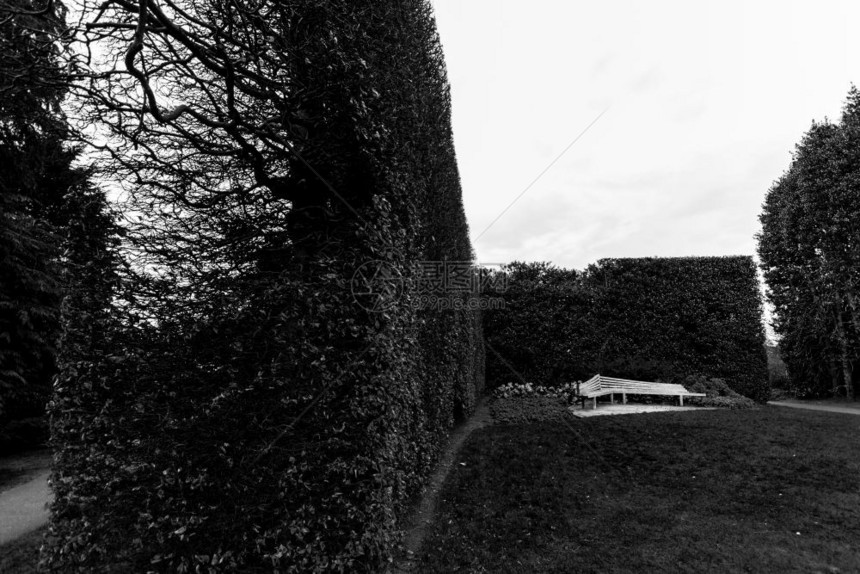 一种在苏格兰爱丁堡的皇家植物园长的黑白树篱笆对面一席长的灌木栅栏春天衬套图片