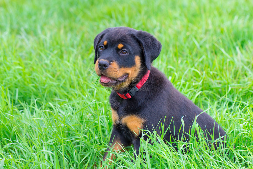 坐在绿草地上的小罗维勒狗肖像狼疮迷人小狗图片