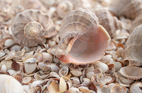 棕色的海主题背景与贝壳散落特写海贝收藏壳背景海主题与贝壳散落特写海贝收藏螺变化背景图片