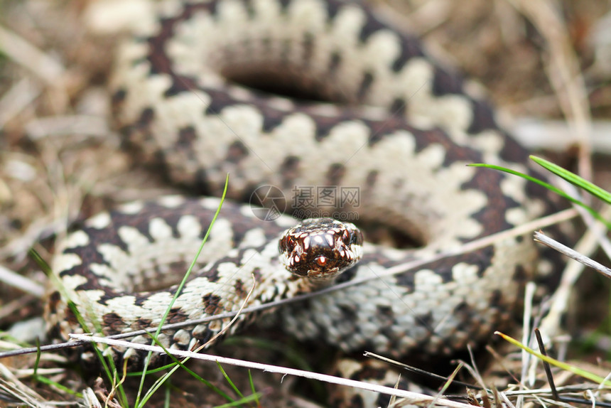 蝰蛇动物侵略普通欧洲毒蛇Viperaberus越过图片