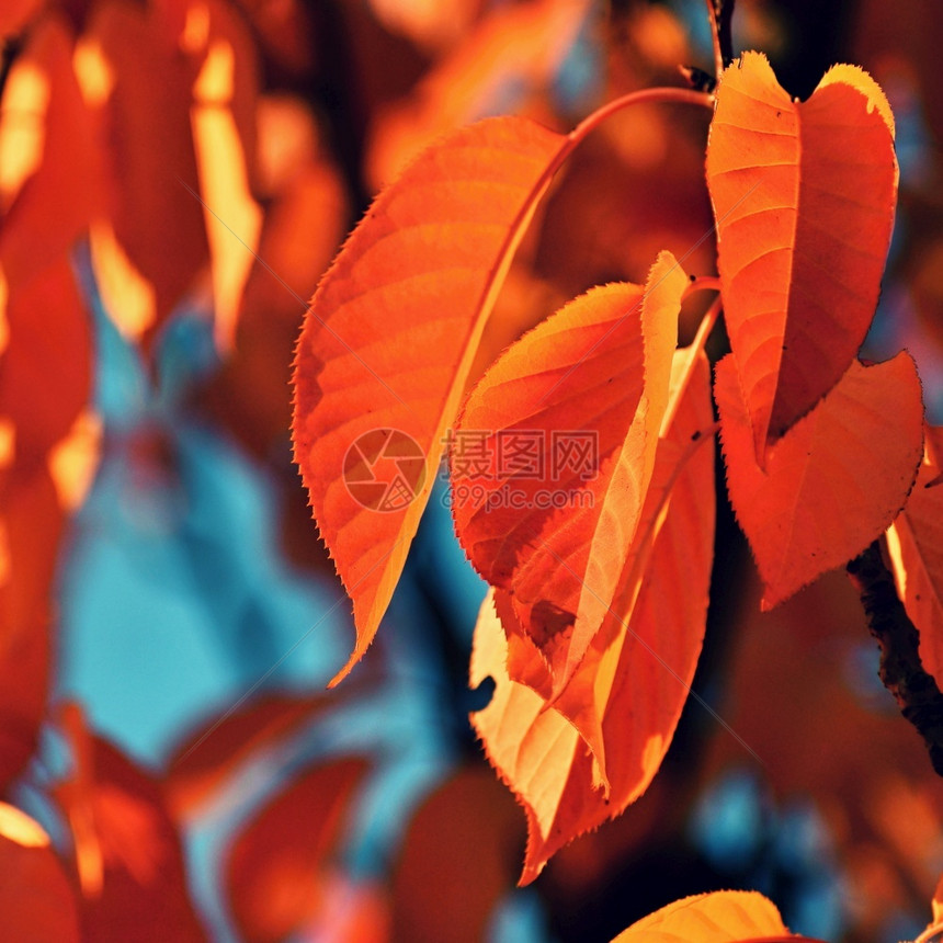 红色的秋叶图片