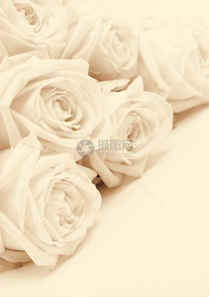 复古的塞皮亚美丽白玫瑰可以用作婚礼背景Soft聚焦点Retro风格脆弱浪漫图片