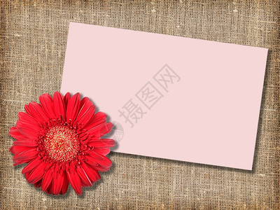 花瓣一朵红上面印有字布局背景信息卡的红花关闭工作室摄影卡片田园诗般的图片
