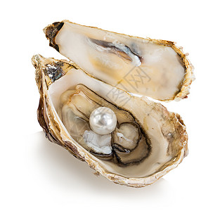 珍珠牡蛎图片