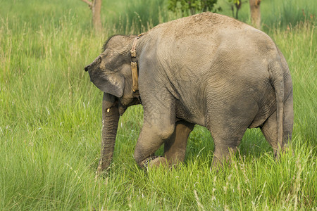 森林步行亚洲大象吃草或在亚洲野生物照片中喂食鼻子图片
