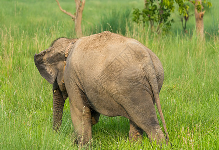兰卡皮肤亚洲大象吃草或在亚洲野生物照片中喂食强的图片