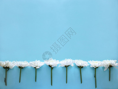 平坦的植物春天蓝色背景白花的创造安排平板布置图片
