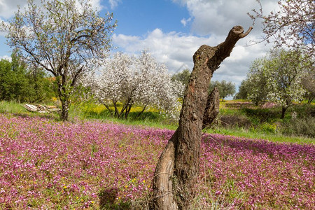 植物树木学在塞浦路斯克利鲁Klirou的初春在一块田地和其他杏树一道剪切仁和紫花面纱图片