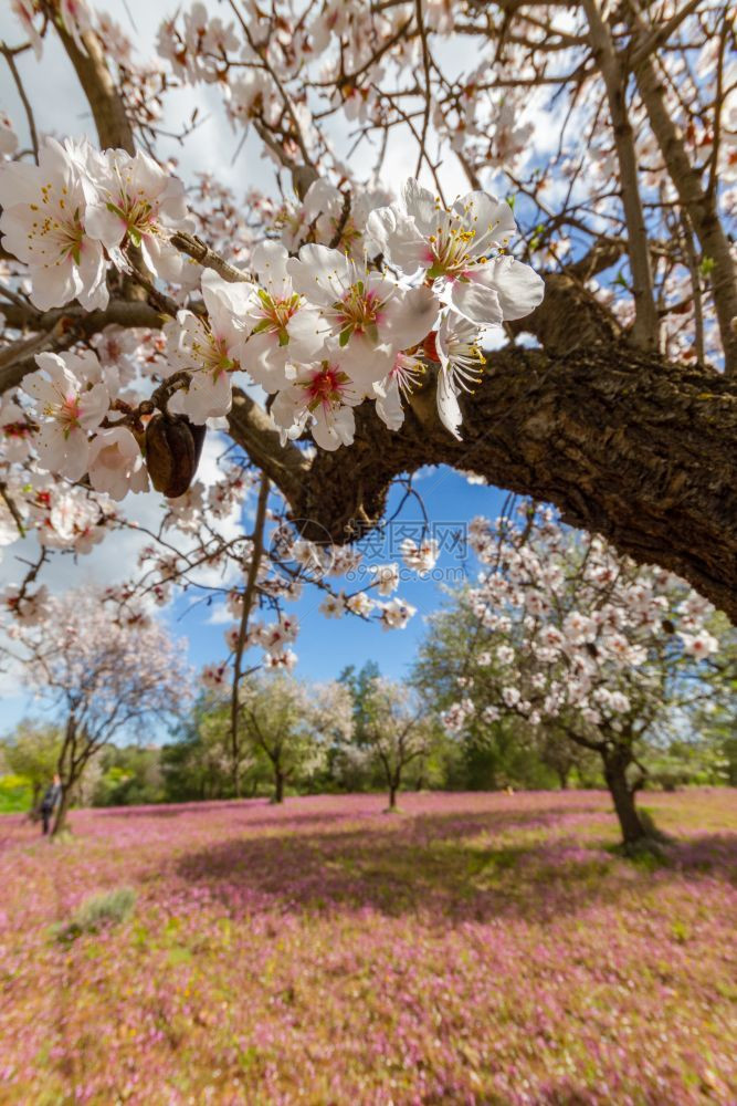 粉白色明春初在塞浦路斯克利鲁Klirou拍摄分支紫色的图片