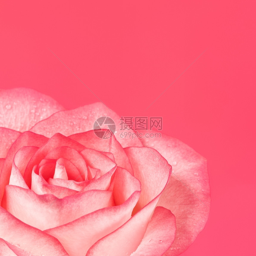 照片粉红玫瑰花以色背景为水美丽图片