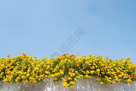 漂亮的在下面植物群蓝色天空下墙上的黄蓝兰大花朵图片