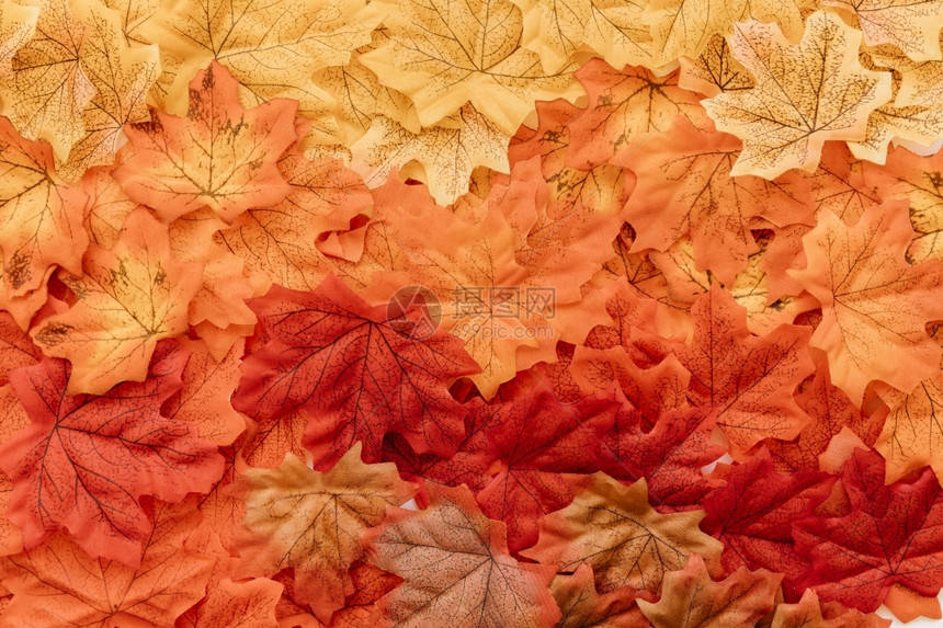 干燥平躺的叶子表面万圣节框架图片