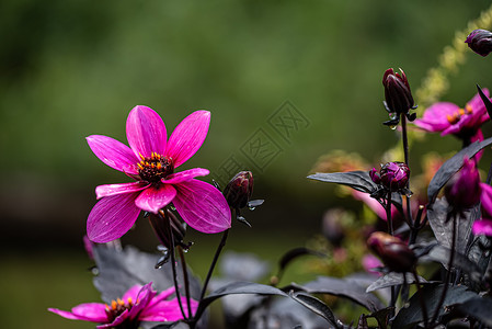 新鲜的植物美丽三朵粉红色安眠花关闭三朵粉色阿葵花关闭三朵青草花园或风向3朵粉红色安明花图片