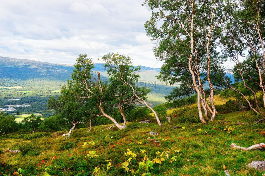 生动明信片天气挪威山矮树风景背挪威山矮树风景背高清图片