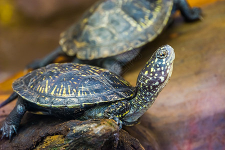 欧洲池塘乌龟热带爬行动物来自欧洲濒临受威胁动物种类的淡水宠艾米斯图片