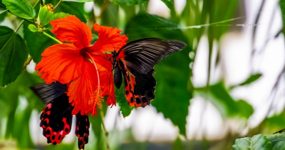 花蜜中华亚洲热带昆虫种的象皮花上紧贴着一只红色蝴蝶罗马尼亚图片