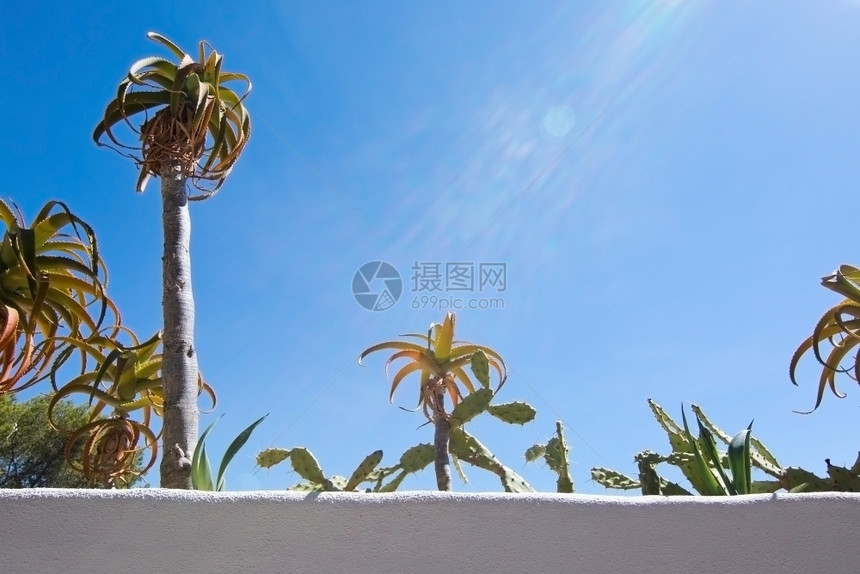 毛坯夏天气候9月在西班牙马洛卡Mallorca与绿色亚热带植物对抗蓝色天空的白野墙图片