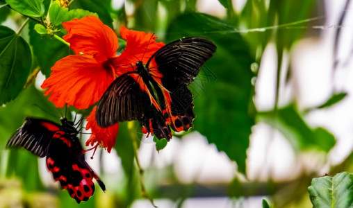 喝红色的亚洲热带昆虫种的象皮花上紧贴着红色蝴蝶罗马尼亚图片