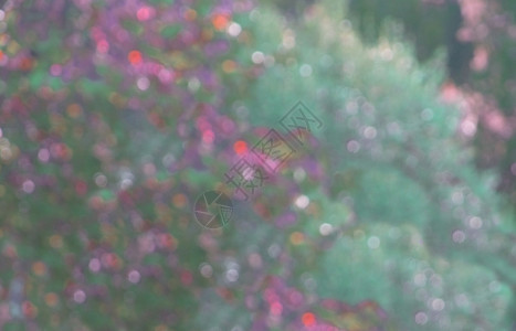 丰富多彩的发光8月份夏日花园灯泡布基赫8月份的夏日花园灯泡布基赫庆祝图片