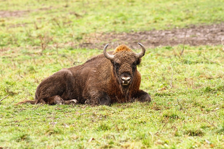 摄影绿色欧洲野牛Hateg罗马尼亚BisonBonasus公园图片