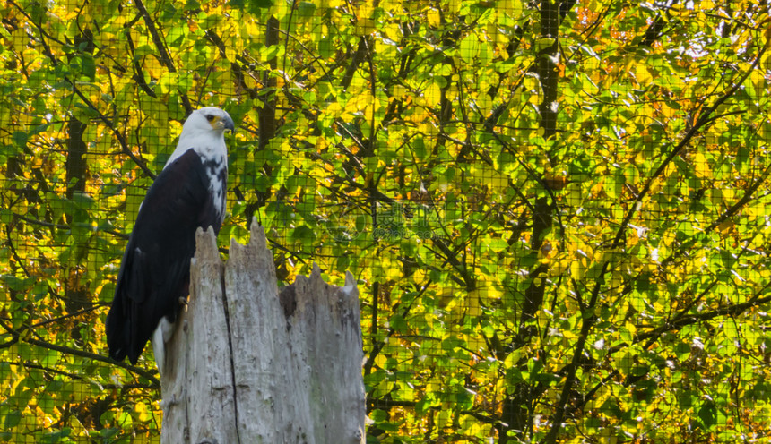 鸟类野生动物非洲鱼鹰坐在树干顶上环顾四周看着树干鹰科图片