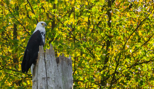鸟类野生动物非洲鱼鹰坐在树干顶上环顾四周看着树干鹰科图片