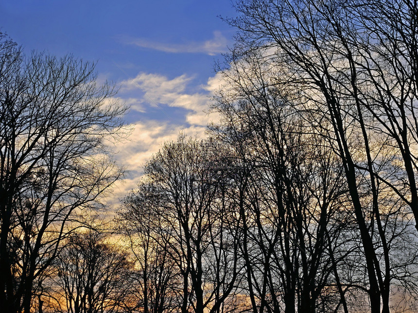 春天夜空背景的树顶上处春光天空景观风优美黄昏图片