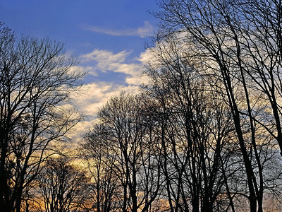 春天夜空背景的树顶上处春光天空景观风优美黄昏图片
