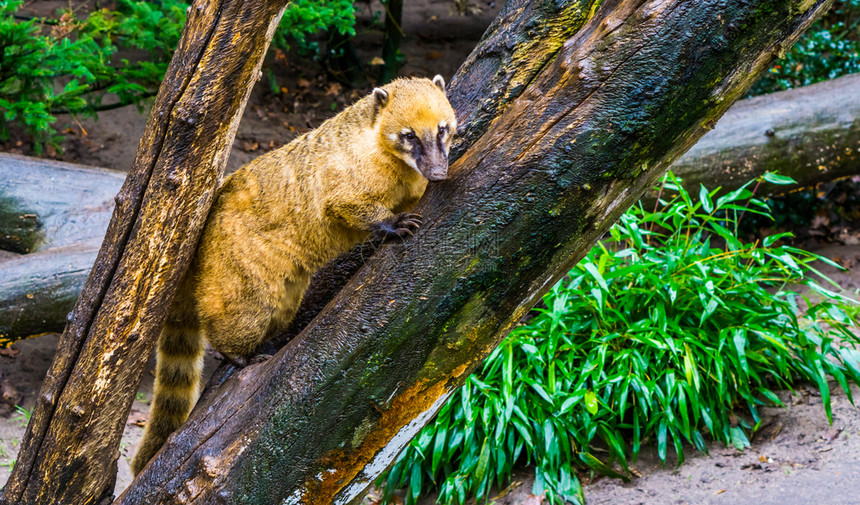 动物犬科在美洲热带浣熊的树上攀爬南美洲大草原哺乳动物图片