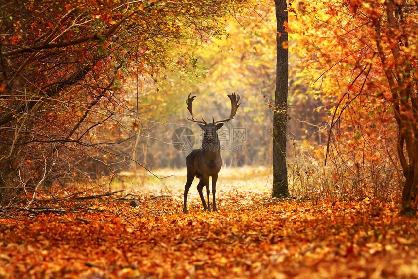 秋季公园里的麋鹿图片