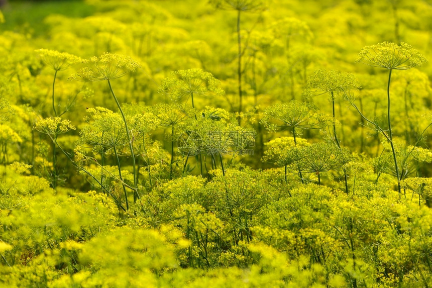 黄色花朵已经准备好采摘了热门的鲜花为了植物郁葱图片