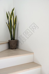家中楼梯上的桑塞维里亚或蛇植物颜色花瓶共创图片