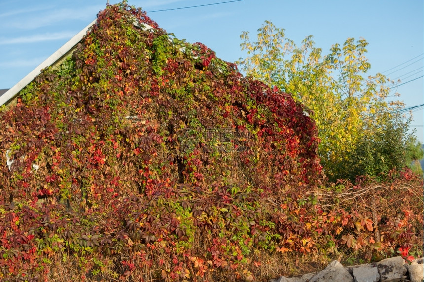 九月美丽编织着旧房子的野葡萄阳光图片