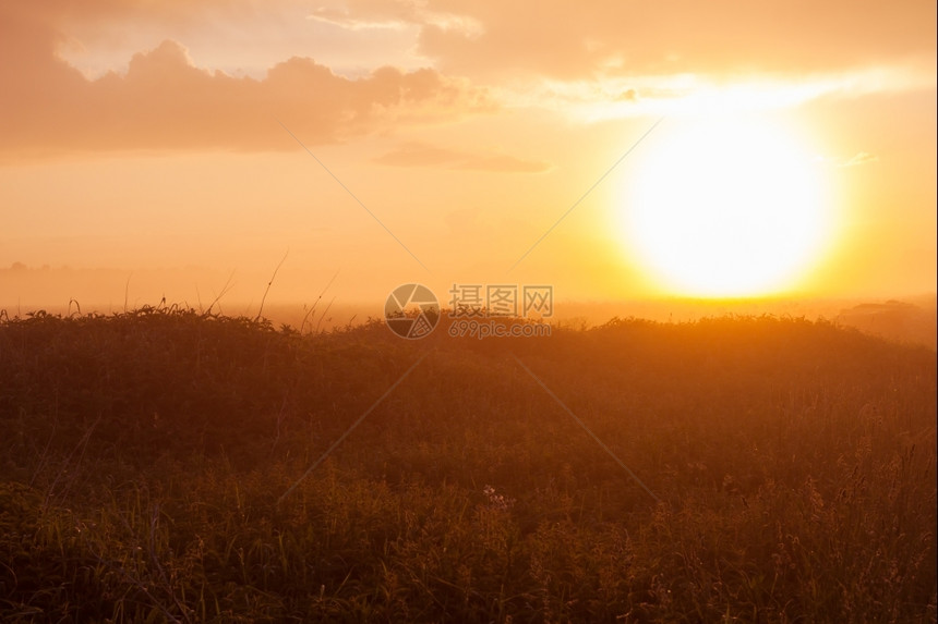 日落时福吉草地背景为森林花朵草本植物纯度图片