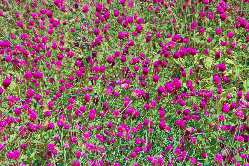 开花草本夏日田野里的红三叶草地上盛开的红色花朵绿草上的粉色三叶野生紫罗兰花植被图片