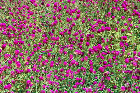 红色紫罗兰花开花草本夏日田野里的红三叶草地上盛开的红色花朵绿草上的粉色三叶野生紫罗兰花植被背景