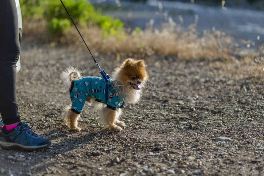 乐趣纯种带着皮和睡衣的Pomeranian人和他的类朋友一起漫步品种图片