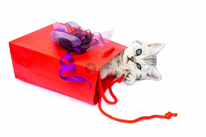 年轻小猫躺在红色的包里装饰像现在一样白色背景上与世隔绝头发猫咪科动物图片