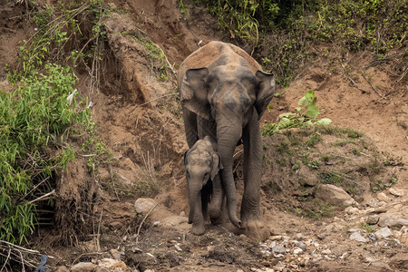 巨大的哺乳动物喀拉邦在河里的水厂养活其他野生大象群中图片