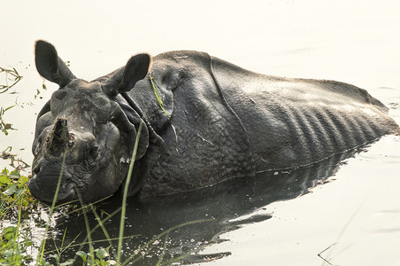 男在亚洲沼泽野生物摄影活动中印度大型犀牛单角或者哺乳动物图片