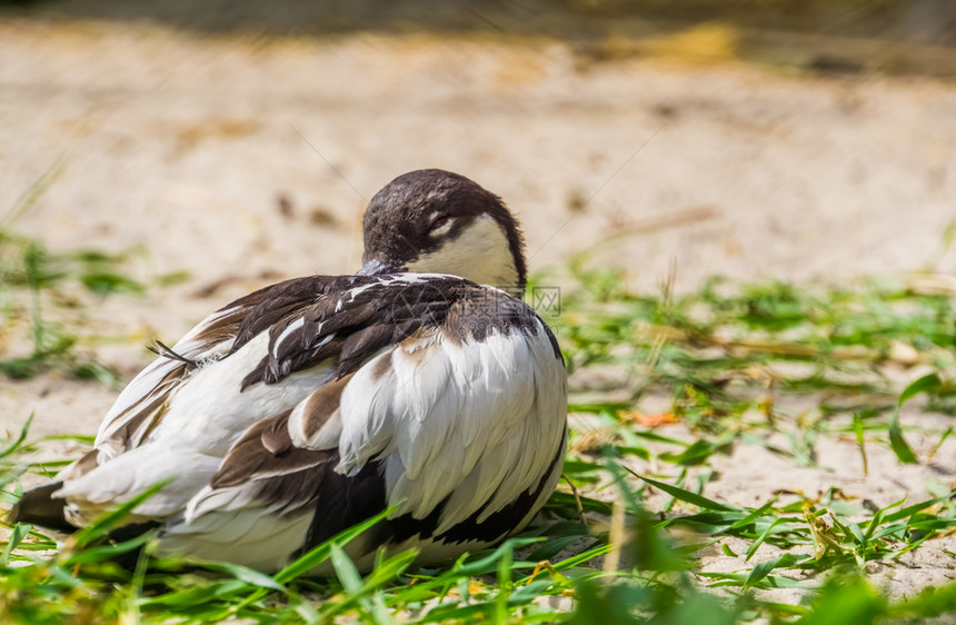 鸟类羽毛坐在地上从欧亚大陆穿出黑白的近距离特写整理图片