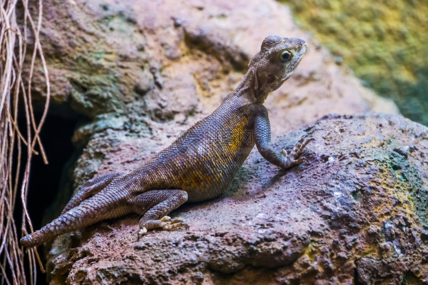 来自非洲沙漠的热带蜥蜴皮类普通岩石阿伽马Agama肖像异国情调尾巴动物图片