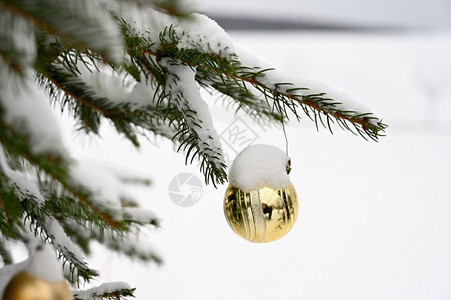 绿色松树圣诞装饰枝上的雪圣诞节和冬季时间的概念质地图片