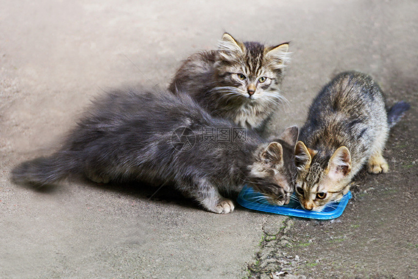 火车户外人行道小流浪猫儿坐在路上吃东西坐着吃饭图片
