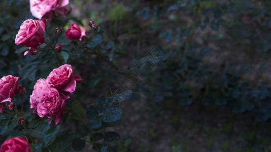 双色令人惊叹的玫瑰灌木花红色的图片