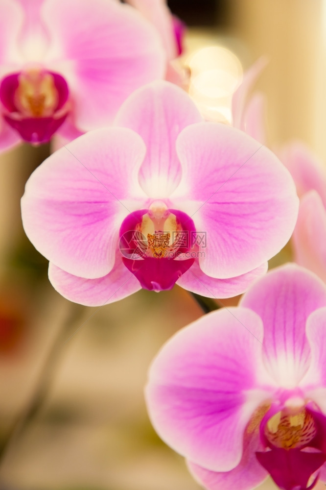 盛开兰花类型有不同的颜色和形态独特的物种美丽开花图片